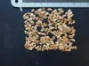 Mammutboom (Sequoiadendron giganteum) - 20 stuks Productafbeelding-voorbeeld 4