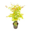 Japanse esdoorn 'Orange Dream', oranje bladkleur. Hoogte: Productafbeelding-voorbeeld 3