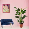 Trendyplants - Strelitzia Nicolai - Rajský pták - pokojová Náhled obrázku produktu 2