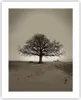 Poster - Poster ohne Rahmen - Baum Schnee Sepia - 40x50 cm Produktbild-Vorschau 1