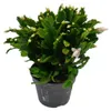 Großer Weihnachtskaktus – Schlumbergera – XXL – Topf 17 cm Produktbild-Vorschau 2