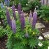 Bloomique - Lot de 6 - Lupinus Gallery Blue - Lupin - Voir les images du produit 3