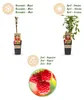 Green boutiQ - Obstpflanze - Rubus idaeus Ottawa - Produktbild-Vorschau 4