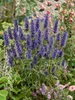 Agastache rugosa 'Black Adder', Duftnessel, violett, ca. Produktbild-Vorschau 2