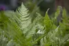 Dryopteris erythrosora, Herbstfarn, bronzefarben, ca. 9x9 Produktbild-Vorschau 1