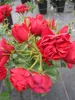 Rosa Manora ® - Beetrose Manora ® - Tantau Rose Produktbild-Vorschau 3