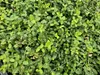 Vřeteno drobnolisté - Euonymus fortunei 'Minimus' - ↕10-25 Náhled obrázku produktu 1