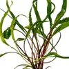 Aquarium Pflanze Cryptocoryne balansae Wasserpflanzen Produktbild-Vorschau 3
