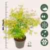 A potted Japanese Maple tree with green and yellow leaves, shown with a ruler for scale and several circular icons indicating plant care information. Podgląd zdjęcia produktu