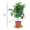 Citrus latifolia - echte Limette - veredelter Zitrusbaum im Produktbild-Vorschau 2