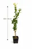 Drzewko cytrynowe Zagara Bianca 100–140 cm – Citrus limon, Podgląd zdjęcia produktu 5