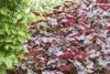 Purpurglöckchen Palace Purple, im Topf - Heuchera Produktbild-Vorschau 3