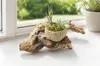 OmniPlants  OmniPlants Dekowurzel mit Paranussschale – Produktbild-Vorschau 4