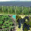 MIKONI Vogelschutznetz | 8 x 14m | SCHWARZ | +16x ERDANKER Produktbild-Vorschau 5