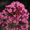 Bloomique - 3er Set - Centranthus Ruber Coccineus - Produktbild-Vorschau 4