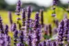 Agastache rugosa 'Black Adder', Duftnessel, violett, ca. Produktbild-Vorschau 10