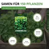 Zitronenmelisse  Samen - Melissa officinalis - Produktbild-Vorschau 3