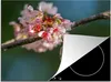 KitchenYeah© Herdabdeckplatte Vogel - Kolibri - Kirschblüte Produktbild-Vorschau 1