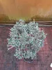 Pistacia lentiscus Pędy 130-140 cm - Krzew mastyksowy - Podgląd zdjęcia produktu 3