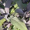6 x Salbei  - Salvia officinalis 'Purpurascens'  | Topf 9cm Produktbild-Vorschau 2