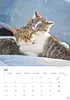 Katzen Kalender 2027 Produktbild-Vorschau 13
