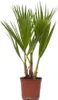 A potted palm plant against a white background. Podgląd zdjęcia produktu