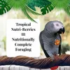Lafeber NutriBerries Tropical Fruit - Futterkugeln für Produktbild-Vorschau 4
