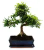 Bonsai - Ulmus parviflora - ca. 12-15 Jahre - 30cm Schale - Produktbild-Vorschau 2