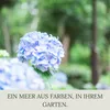 Floravera Premium Hortensien Flüssigdünger 2 x 1 Liter Produktbild-Vorschau 3