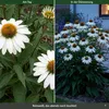 Stauden Gänge 1 x Echinacea purpurea 'PowWow White' - Produktbild-Vorschau 7