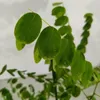 Robinia (Robinia pseudoacacia), witte acacia, hoogte 100 Productafbeelding-voorbeeld 4