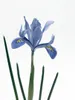 Iris reticulata 'Alida', Zwerg-Iris, blau, ca. 9x9 cm Topf Produktbild-Vorschau 2