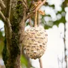 A bird feeder made of seeds and fat hangs from a tree branch. Produktbild-Vorschau