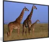 MuchoWow® MuchoWow® Gerahmtes Poster Drei Giraffen in Kenia Produktbild-Vorschau 1