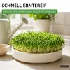 Gartenkresse Einfache Grüne Samen - Lepidium sativum - Produktbild-Vorschau 6