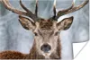 MuchoWow® Poster Hirsche - Geweihe - Schnee 60x40 cm - Produktbild-Vorschau 1
