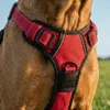 belviona Anti-Zug Hundegeschirr, gepolstertes Y-Geschirr Produktbild-Vorschau 5