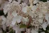 Hydrangea pan. 'Pinky Winky'® - Rispenhortensie 60- 80 cm Produktbild-Vorschau 2