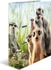 Classeur A4 en carton HERMA Suricate Voir les images du produit 6