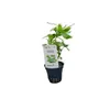 Vodní rostlina Hygrophila polysperma Náhled obrázku produktu 4