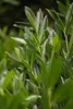 Prunus laurocerasus 'Otto Luyken', Kirschlorbeer, Produktbild-Vorschau 2