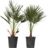 Karłatka niska - 2 szt - Chamaerops humilis - Wysokość Podgląd zdjęcia produktu 1