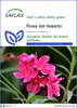 SAFLAX  - Rosa del deserto - 8 semi - Adenium Anteprima dell’immagine prodotto 1