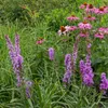 Staudenpaket - Bienen- und Schmetterlingsanziehend - 24 Produktbild-Vorschau 4