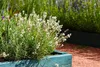 Stauden Gänge 1 x Lavandula angustifolia 'Alba' - Echter Produktbild-Vorschau 5