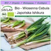 SAFLAX - Bio - Cebula - Ishikura - 150 Nasiona - Allium Podgląd zdjęcia produktu 10