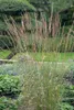 Trawa ozdobna "Karl Foerster" (Calamagrostis x acutiflora), Podgląd zdjęcia produktu 10
