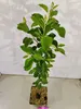 Malus domestica ‘James Grieve’, Apfelbaum, Höhe 100cm, Produktbild-Vorschau 2