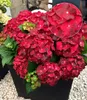 BALDUR Garten 1x Freiland-Hortensie Ruby Tuesday, Pflanze Produktbild-Vorschau 1