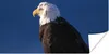 MuchoWow® Poster Adler - Nahaufnahme - Zweig 40x20 cm - Produktbild-Vorschau 1